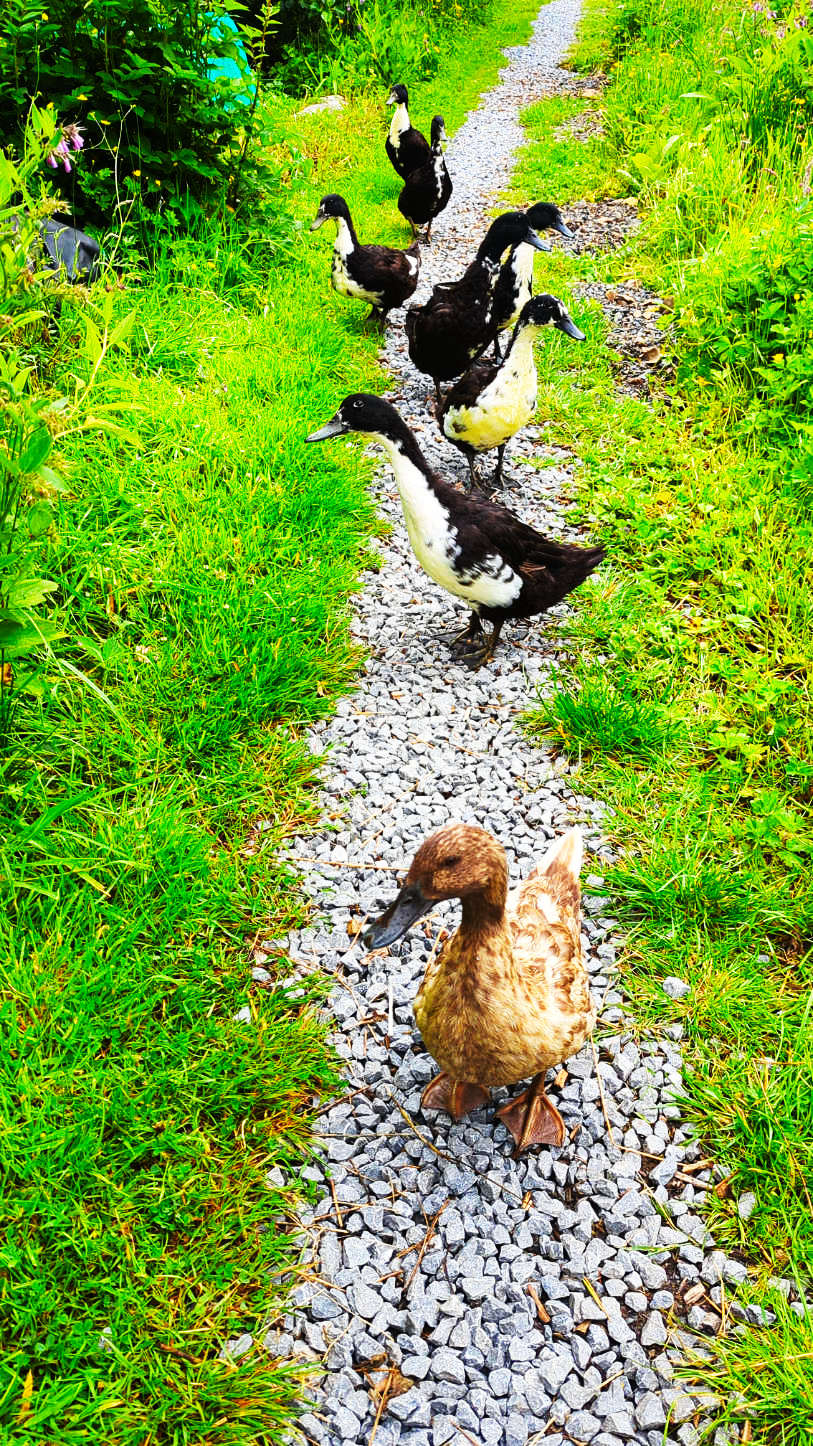 Ducks