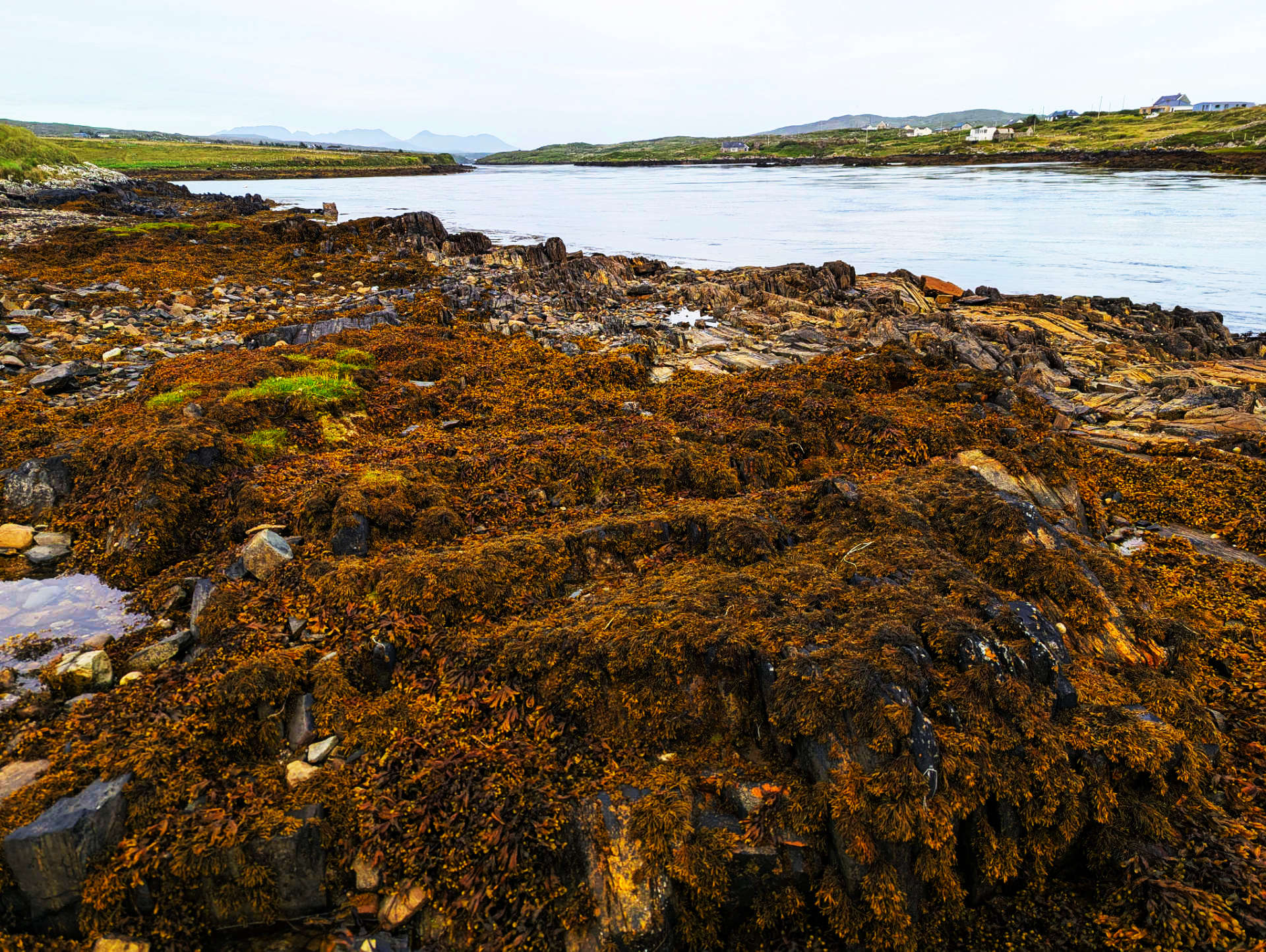 The Estuary